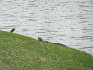 TPC Louisiana